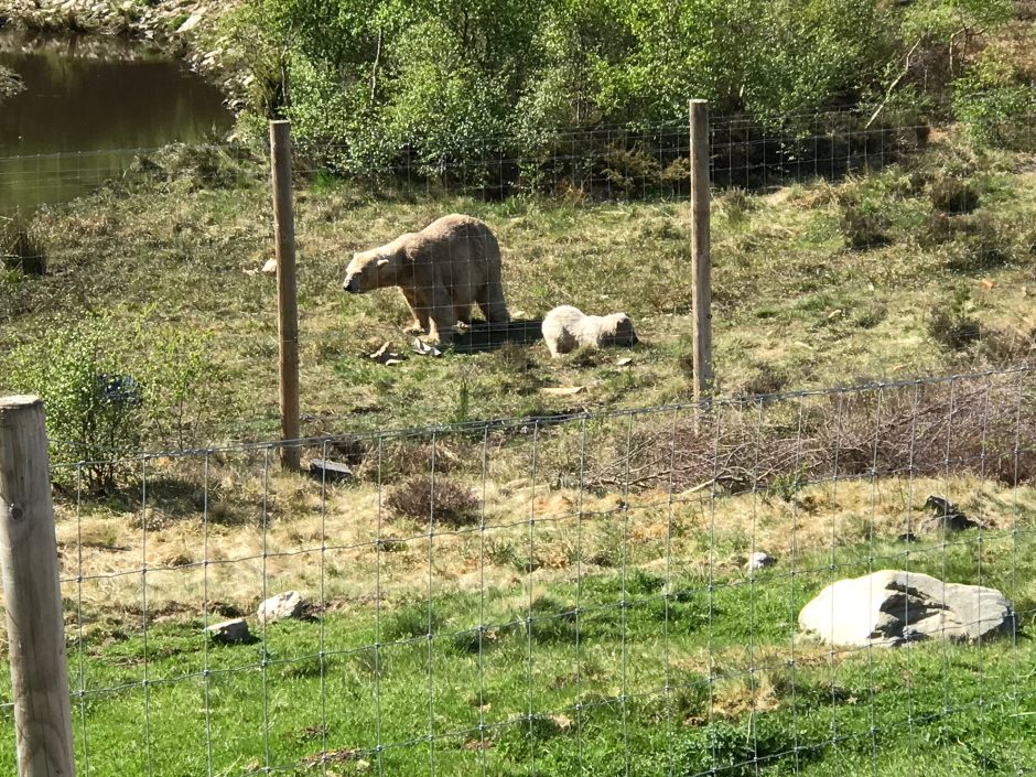 Mother and cub (Victoria and Hamish) Polar bears at HIghland Wildlife Park