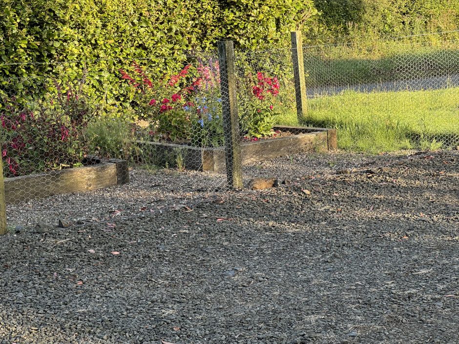 Image with the hardcore of a car park in the foreground, with a chicken wire fence enclosing a garden which has colourful flowers in it. In the middle of the picture there is an upright fence post and below this to the right there is a baby rabbit or hare.