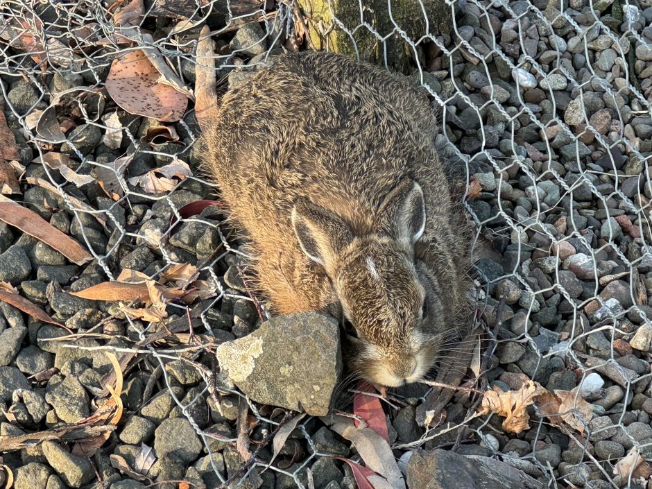 Front view of baby rabbit or hare with a large stone on the left beside its head. It has a small white mark in the middle of its head.