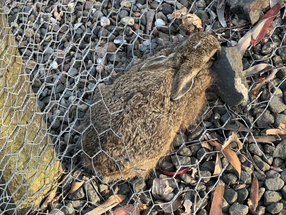Back view of baby rabbit or hare with its ears pinned back against its back, there is a white mark on top of its head.