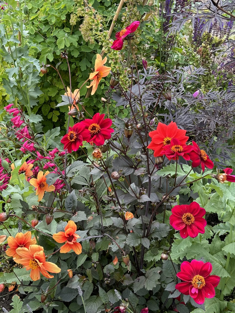 Colourful flowers in a cottage garden