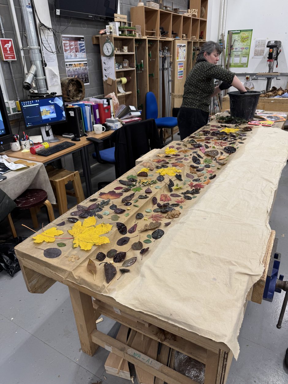 Long stretch of calico across a bench in a wood workshop. On the left of it lots of leaves of different colours and shapes have been placed onto the side of the fabric which has been dampened. A woman in profile (Jessica) removes leaves from a black bucket.