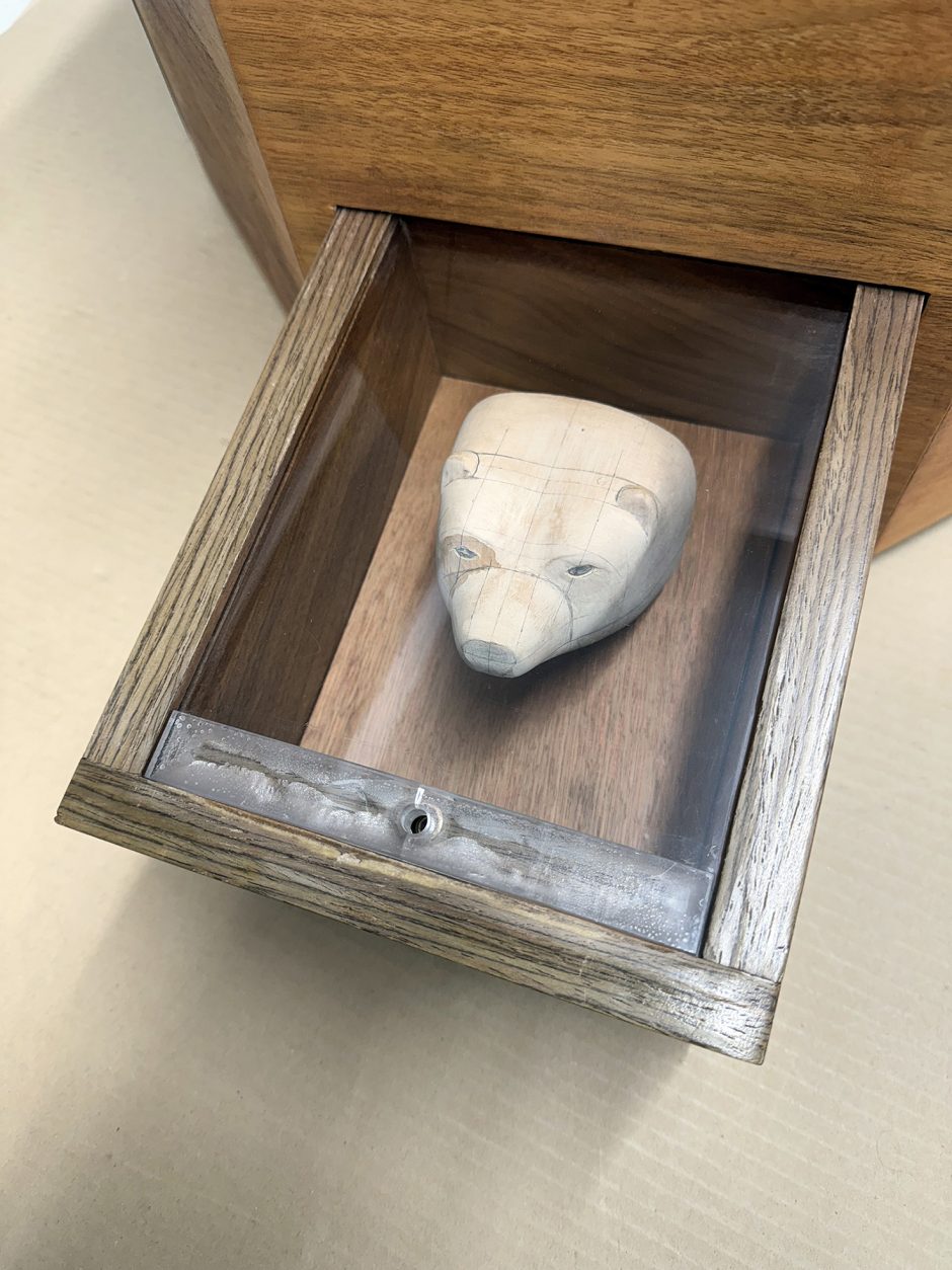 Looking down on the model of a Polar bears head in a wooden drawer which has a clear acrylic top.
