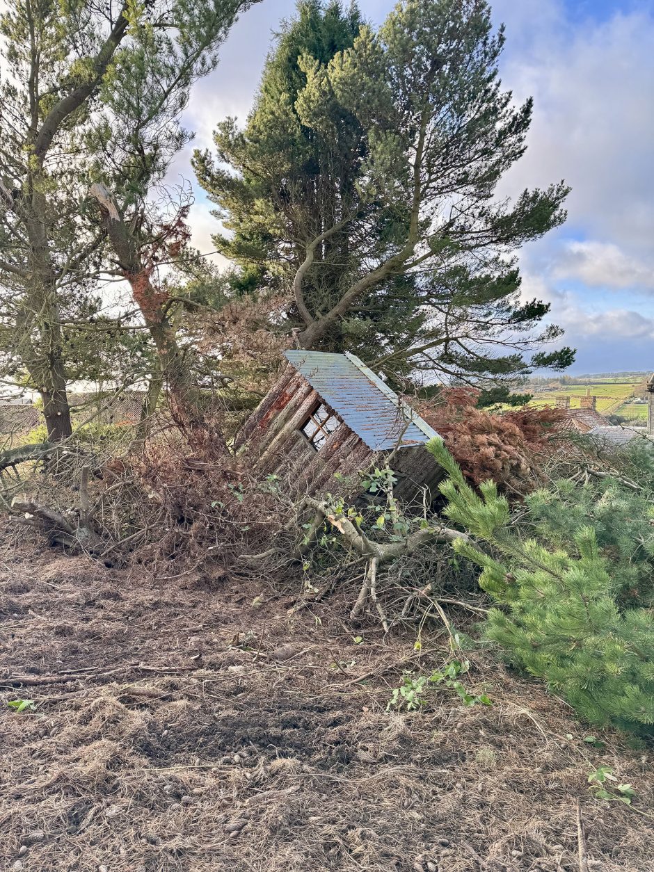 Shed on its side surrounded by storm damaged trees.