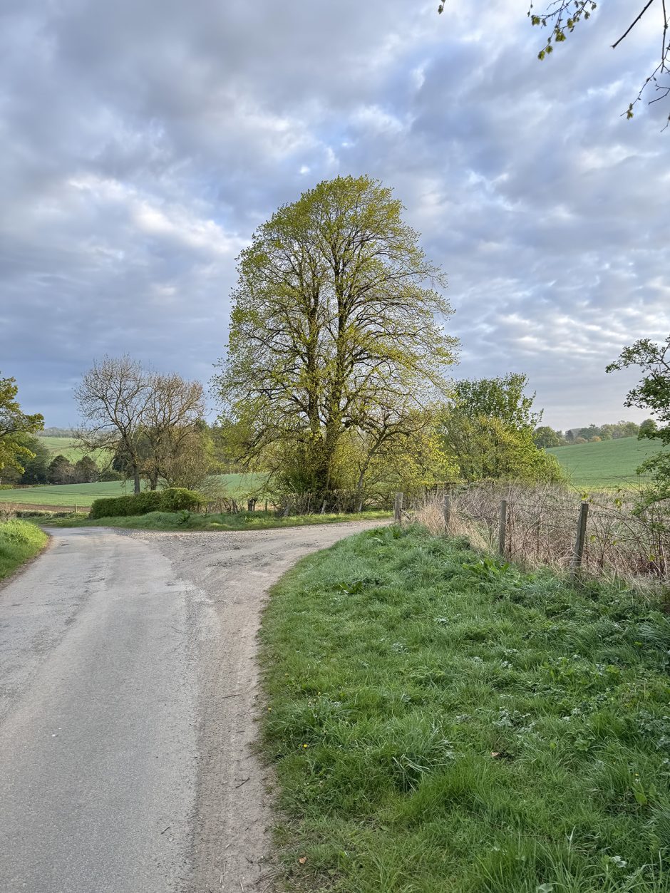 Image of a road in a landscape which is branching to a track on the right, there is a Lime tree coming in to leaf in the centre.